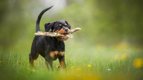 Playful Rottweiler Puppy with a Stick in a Field wallpaper