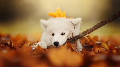 Adorable White Dog in Autumn Leaves wallpaper