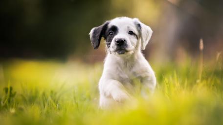 Charming Puppy in a Lush Setting wallpaper