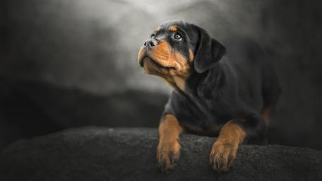 Majestic Rottweiler in Thoughtful Pose wallpaper