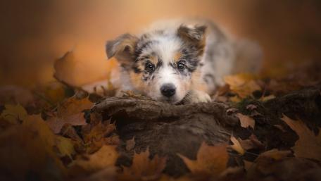 Autumn Puppy Relaxing Among Leaves wallpaper