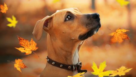 Autumn Moments with a Dog in Falling Leaves wallpaper
