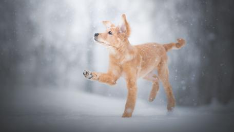Joyful Puppy in Winter Wonderland wallpaper