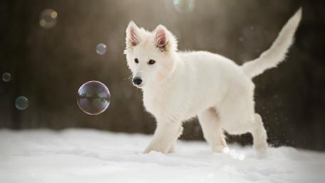 Playful White Dog Chasing Bubbles in Winter Wonderland wallpaper