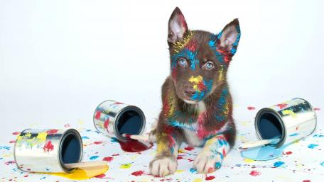 Creative Puppy with Paint Splashes wallpaper