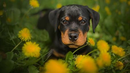 Playful Rottweiler Puppy in a Field of Dandelions wallpaper