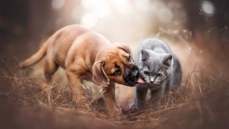 Adorable Puppy and Kitten Friendship Wallpaper wallpaper
