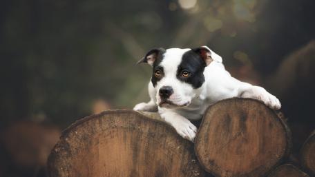Charming Dog on Rustic Logs wallpaper