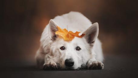 Charming White Dog with Autumn Leaf Overlay wallpaper