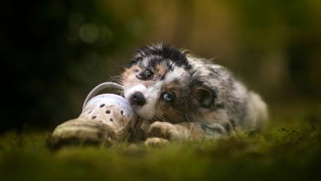Playful Puppy Chewing on a Slipper wallpaper