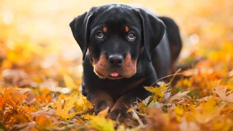 Autumn Rottweiler in Leaves wallpaper