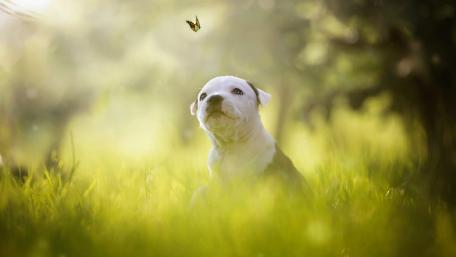 Playful Puppy Chasing a Butterfly in Nature's Embrace wallpaper