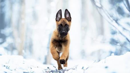Playful Pup in a Winter Wonderland wallpaper