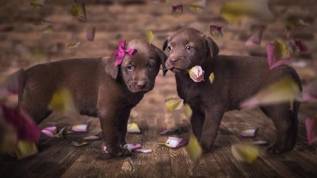 Adorable Puppies Surrounded by Petals wallpaper