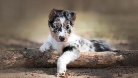 Adorable Puppy Playing in Nature wallpaper