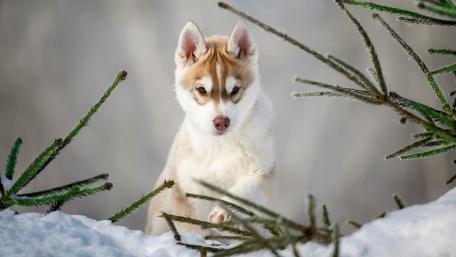Majestic Husky Puppy in Winter Wonderland wallpaper