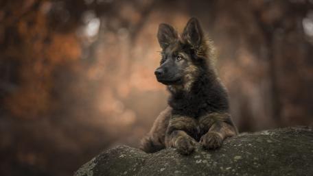 Majestic Dog in Autumn Splendor wallpaper