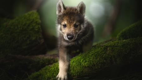 Adorable puppy exploring a mossy forest wallpaper
