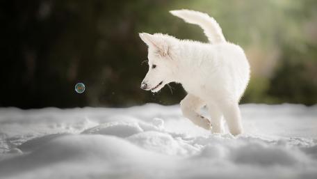 Playful White Puppy in the Snowy Wonderland wallpaper