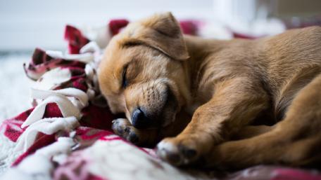 Adorable Sleeping Puppy Wallpaper wallpaper