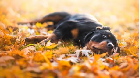 Autumn Relaxation of a Rottweiler Dog wallpaper