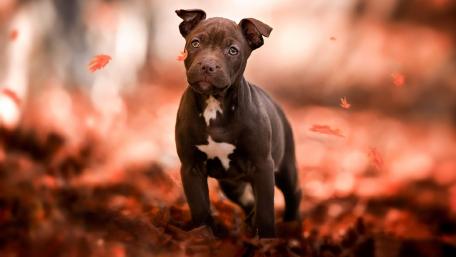 Adorable Puppy Amidst Autumn Leaves wallpaper