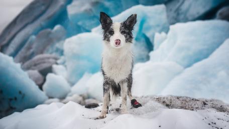 Adventurous Dog on Icy Terrain wallpaper