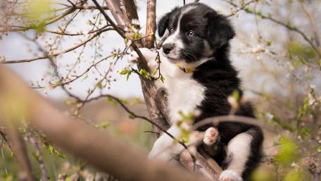 Playful Puppy Climbing a Tree in Springtime Atmosphere wallpaper
