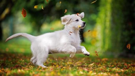 Playful White Puppy in Autumn Leaves wallpaper