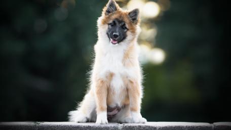 Charming Dog Portrait in Nature Light wallpaper
