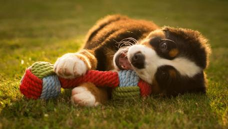 Playful Puppy Adventure wallpaper