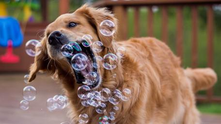 Playful Pup Among Bubbles of Joy wallpaper