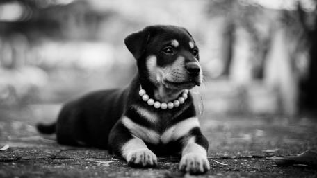 Charming Monochrome Puppy Wallpaper wallpaper