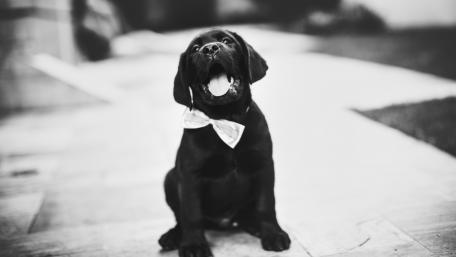 Charming Black Puppy in Monochrome Style wallpaper