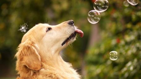 Chasing Bubbles: A Playful Pup's Delight wallpaper