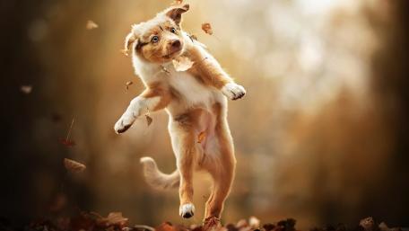 Playful Puppy Jumping in Autumn Leaves wallpaper