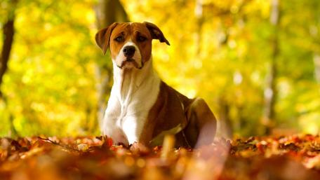 Autumn Serenity with a Loyal Companion wallpaper