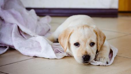 Adorable Puppy Relaxing on a Blanket wallpaper