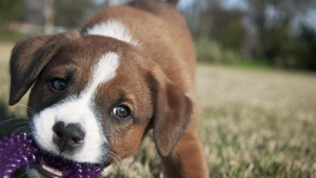 Adorable Puppy Having Fun with a Toy wallpaper