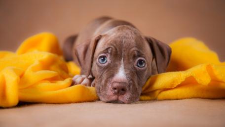 Adorable Puppy with Big Eyes Relaxing on Blanket wallpaper