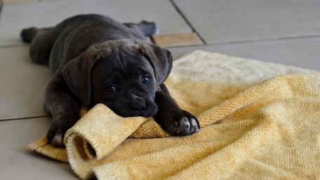 Adorable Black Puppy Relaxing on a Towel wallpaper