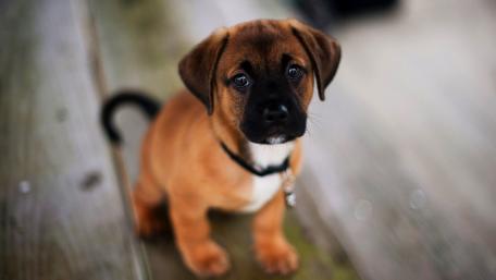 Adorable Puppy with Big Eyes Sitting Quietly on the Floor wallpaper