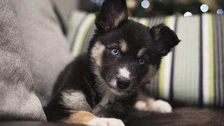 Adorable puppy with striking blue eyes lounging on a couch wallpaper