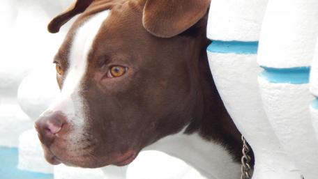Majestic Brown Dog Portrait wallpaper
