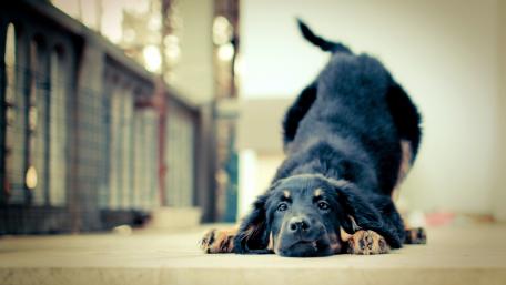 Playful Puppy Stretching on the Floor wallpaper