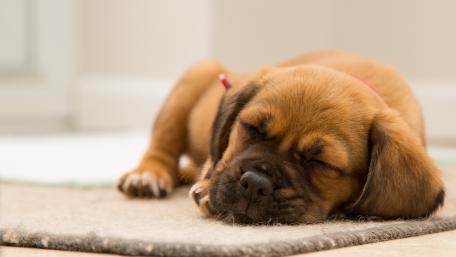 Adorable Puppy Taking a Nap in Cozy Setting wallpaper