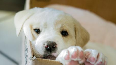 White Puppy in Cozy Basket Wallpaper wallpaper