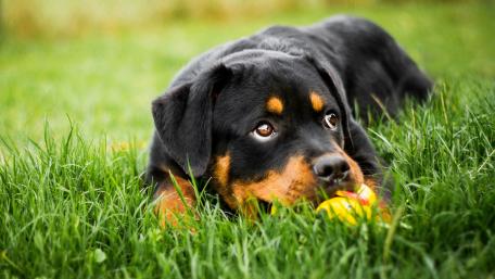 Playful Rottweiler Relaxing in the Grass wallpaper
