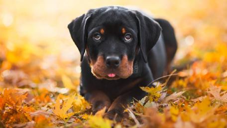 Autumn Rottweiler in a Leafy Wonderland wallpaper