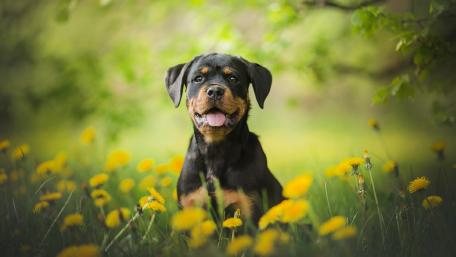 Joyful Rottweiler Surrounded by Dandelions in Nature's Embrace wallpaper